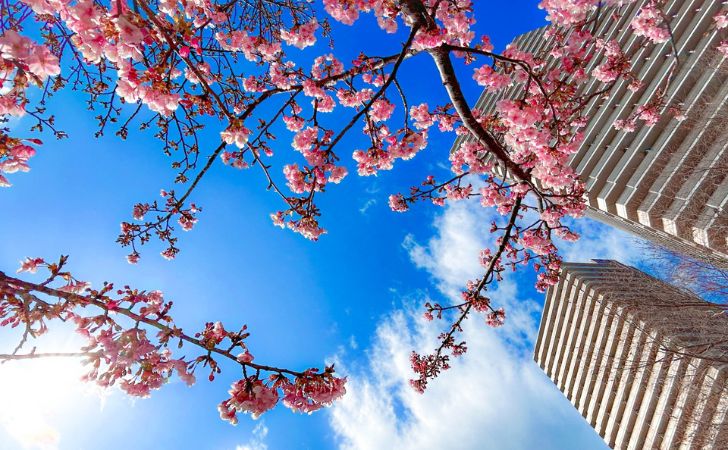 マンション群と桜